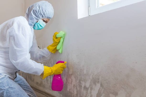 Why You Should Choose Our Mold Remediation Services in New California, OH