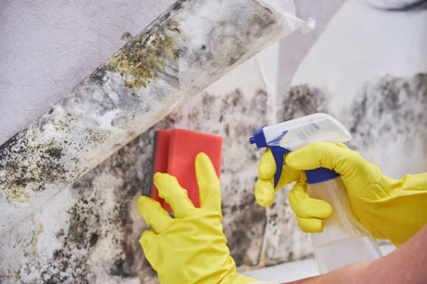 Mold Remediation for Vacation Homes in New California, OH