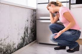 Best Biohazard Mold Removal  in New California, OH